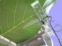 LT-LC Leaf Temperature sensor probe on leaf