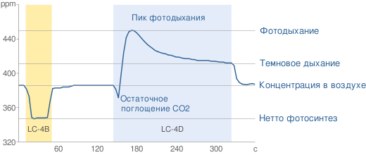 Фазы измерения газообмена